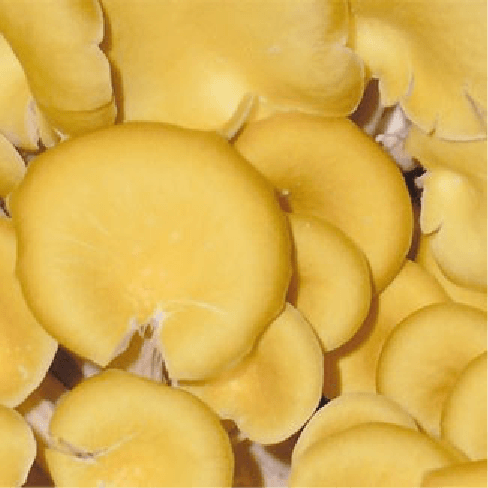 エルゴチオネイン原料