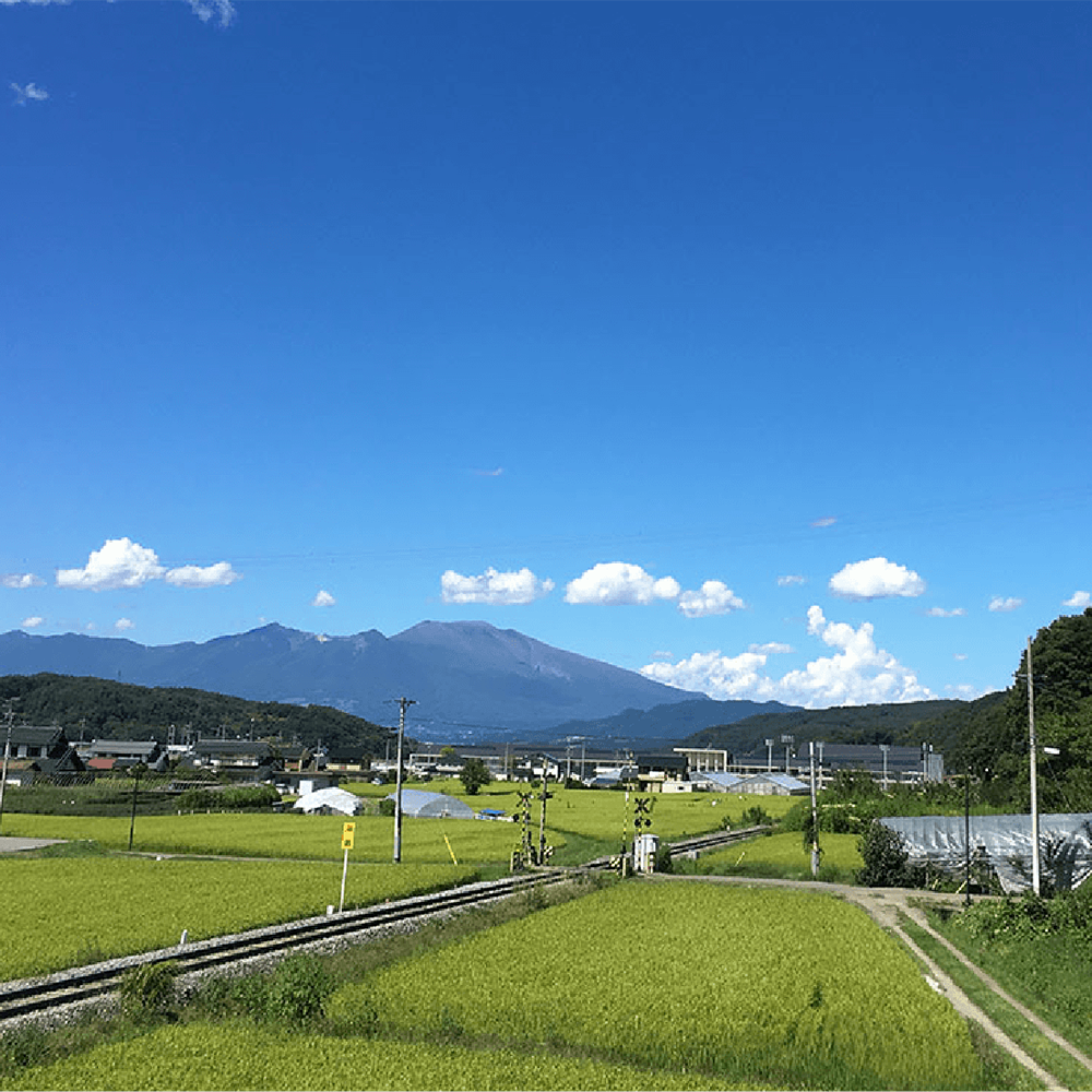 食用きのこ菌の応用技術を提供します