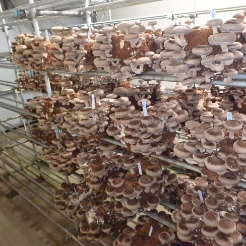 きのこ栽培技術