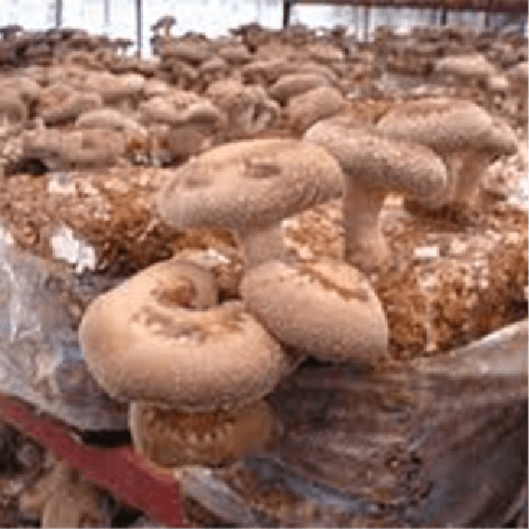 mushroom cultivation technology