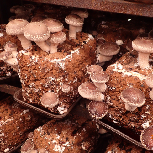 きのこ栽培技術